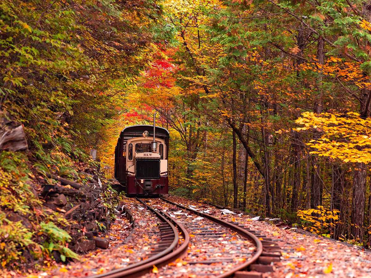 紅葉のトンネルを走る赤沢自然休養林の森林鉄道