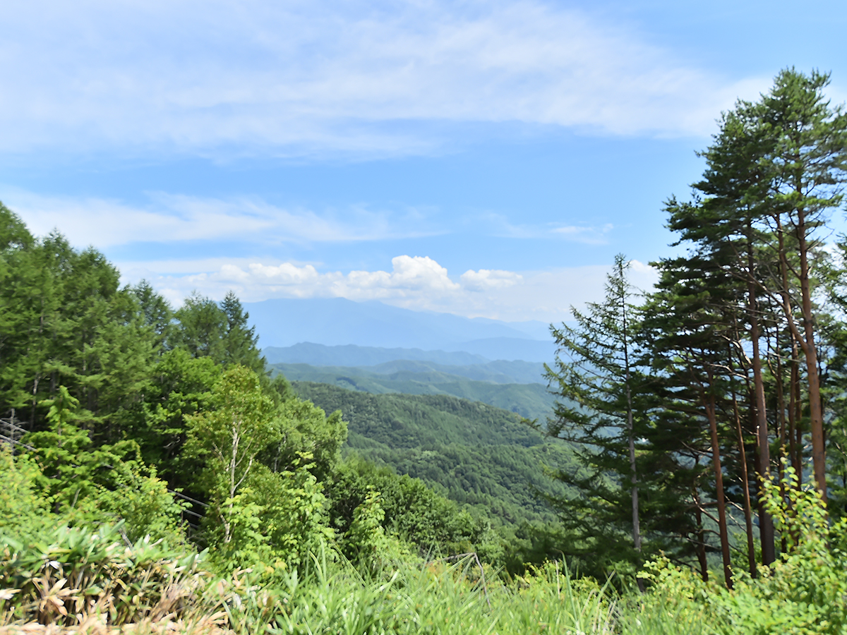 木々の間から望む夏の木曽の山並み
