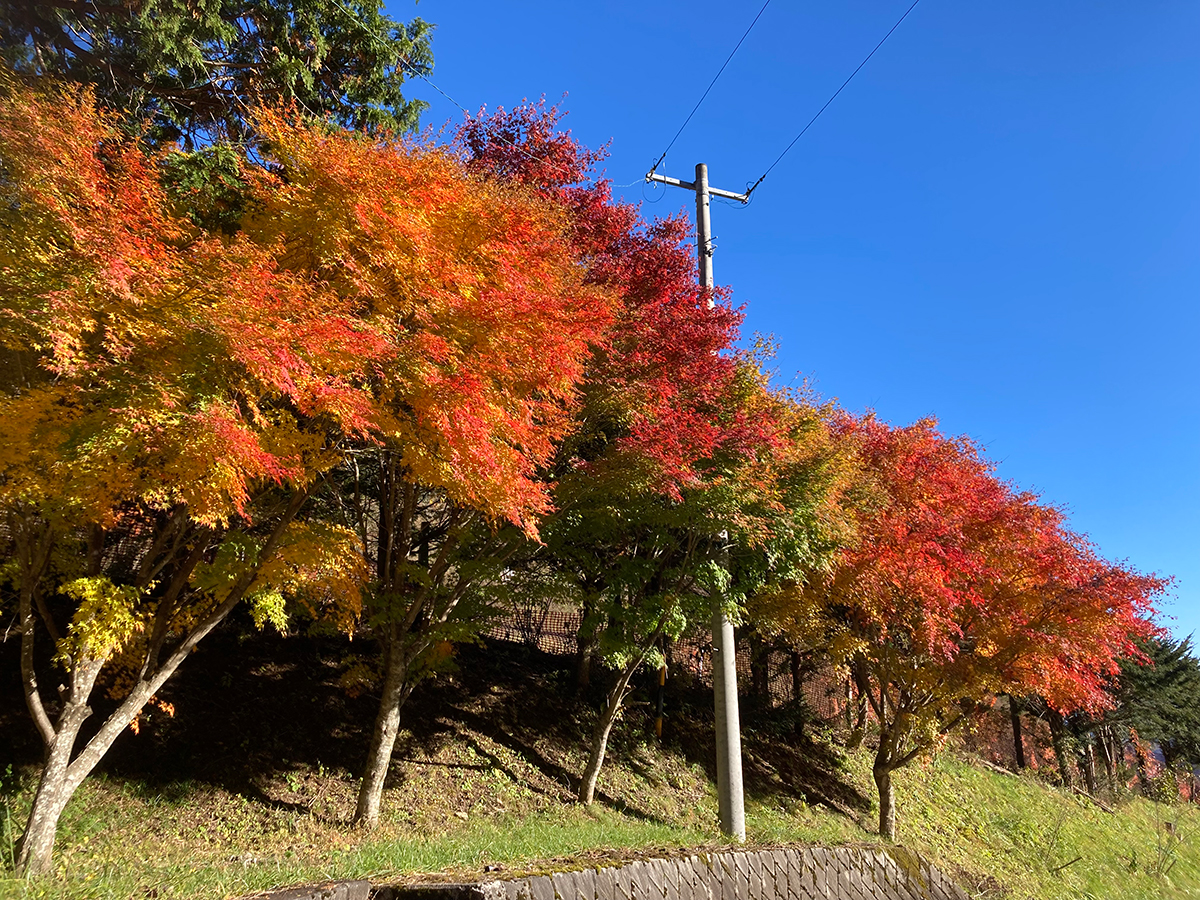 青空の下に並ぶ紅葉したもみじの並木