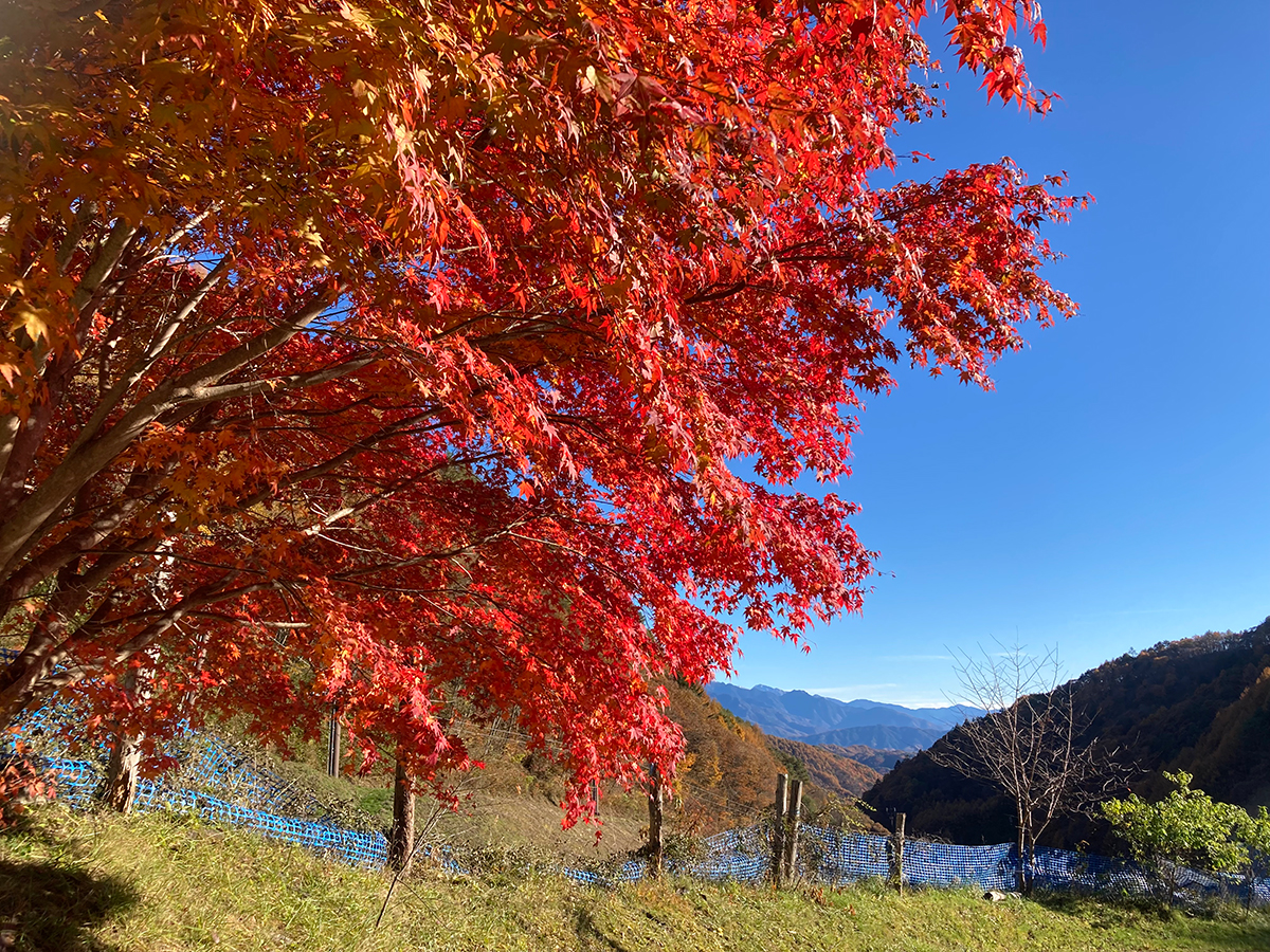 真っ赤なもみじと遠くに望む山並み