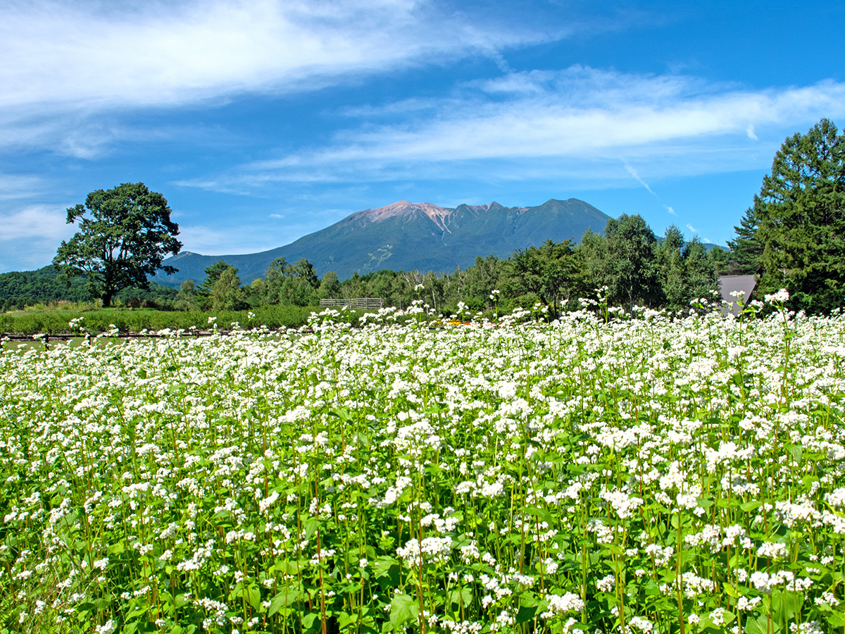 御嶽山を望む開田高原の風景